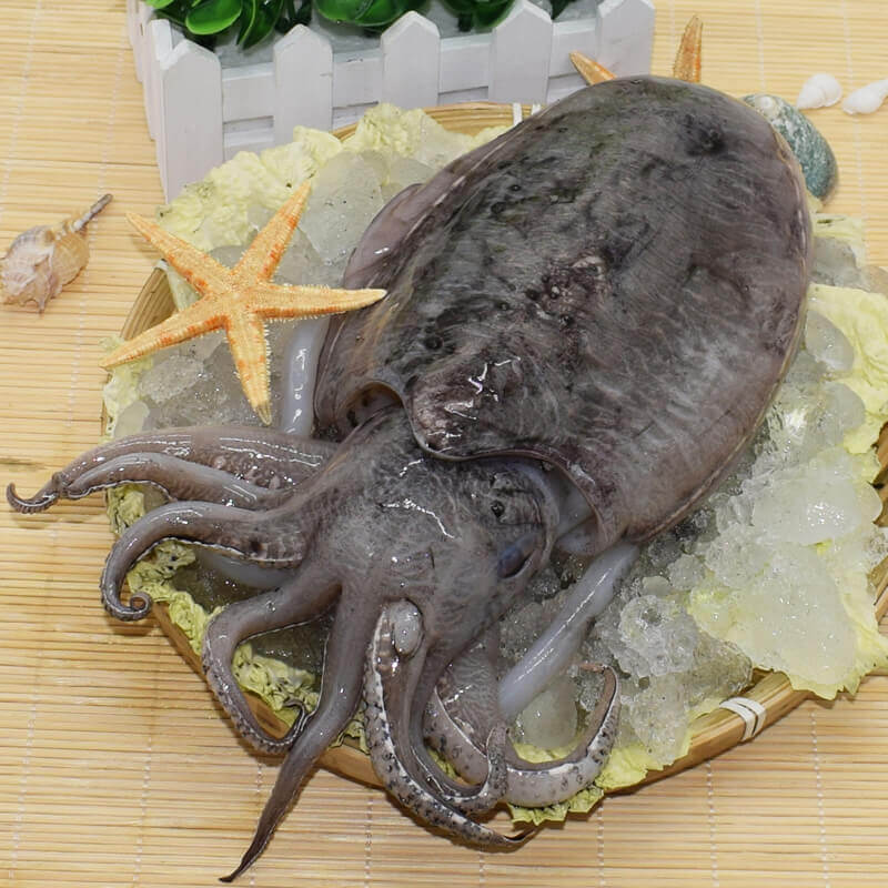 Cuttlefish Drying Process